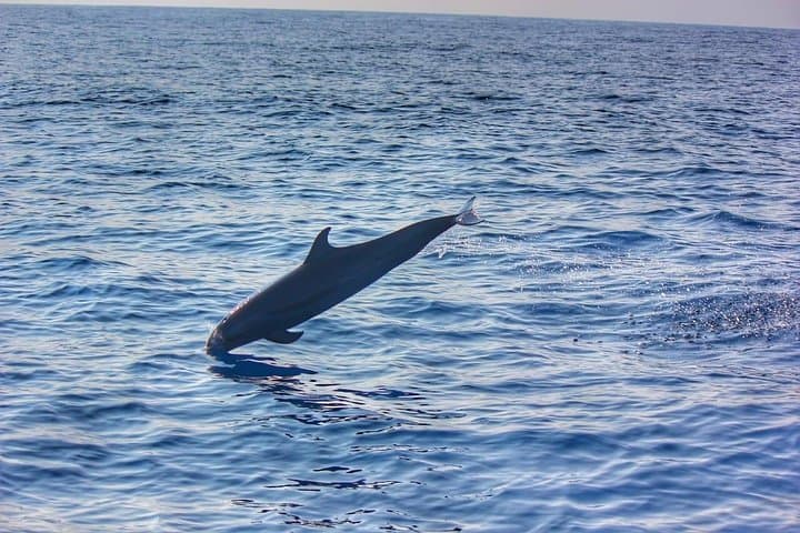 Morning Boat Tour from Puerto Escondido: Dolphins, Turtles, Rays & Whales photo 4