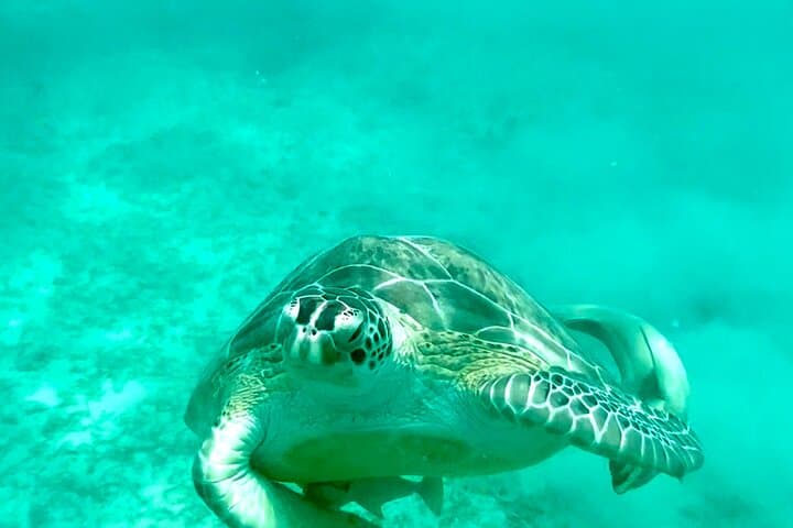 Private Luxury Catamaran Half-Day Charter in St. Thomas — Snorkel Turtle Cove & Honeymoon Beach photo 2