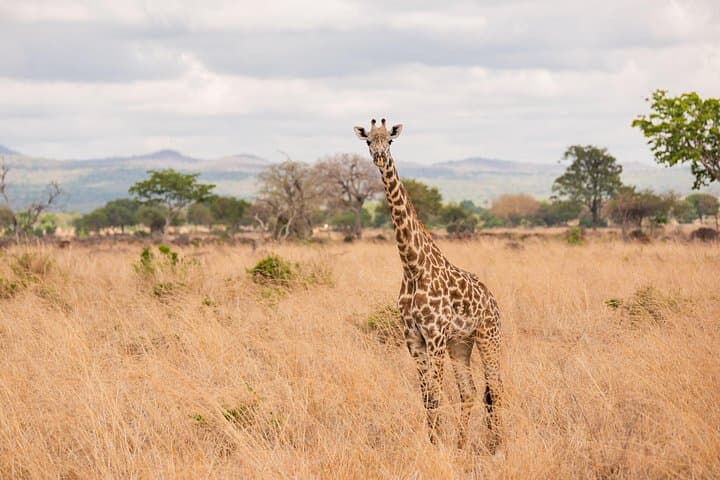 3-Day Private Mikumi Safari: Wildlife, Birding & Mkata Floodplain Views photo 2