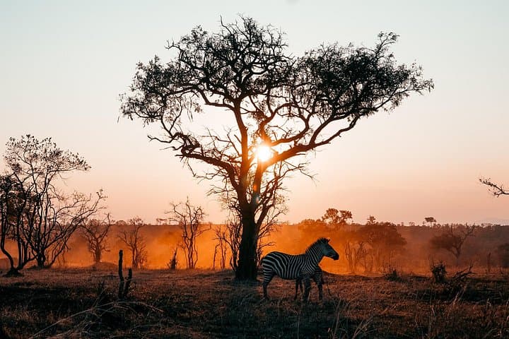3-Day Private Mikumi Safari: Wildlife, Birding & Mkata Floodplain Views photo 3