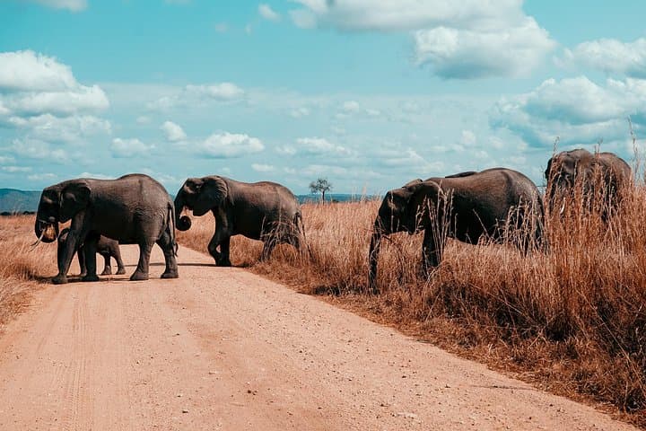 3-Day Private Mikumi Safari: Wildlife, Birding & Mkata Floodplain Views photo 4