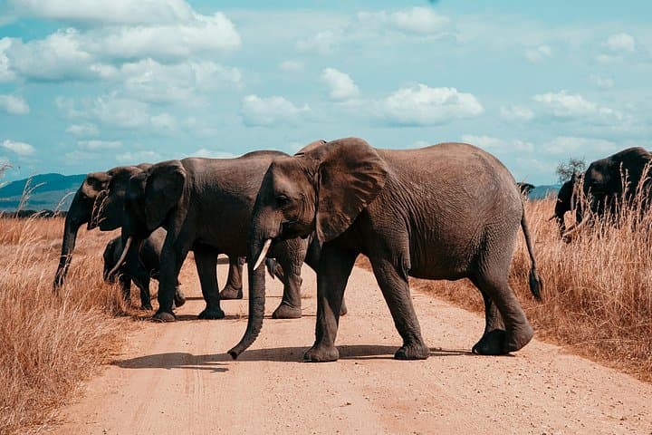 3-Day Private Mikumi Safari: Wildlife, Birding & Mkata Floodplain Views photo 6
