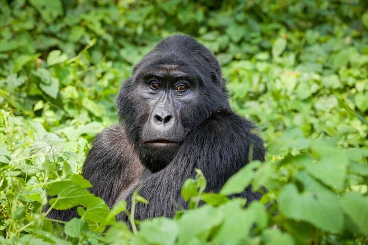 Private 3-Day Gorilla Trek in Bwindi Impenetrable National Park