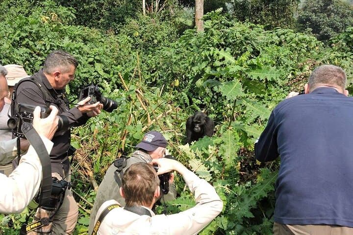 Private 3-Day Gorilla Trek in Bwindi Impenetrable National Park photo 2