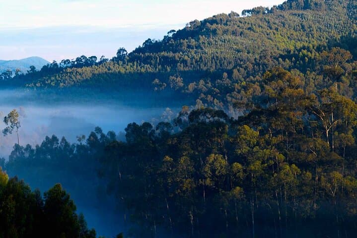 Private 3-Day Gorilla Trek in Bwindi Impenetrable National Park photo 3
