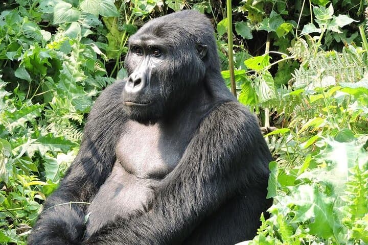 Private 3-Day Gorilla Trek in Bwindi Impenetrable National Park photo 4