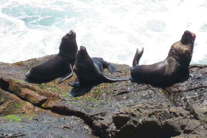 Hike Lagoinha do Leste: Wild Coastal Trail near Florianópolis photo 6