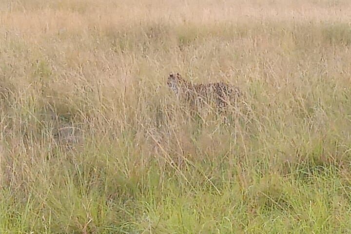 Explore Kenya’s Masai Mara: A Volunteering Safari Adventure with Purpose photo 3