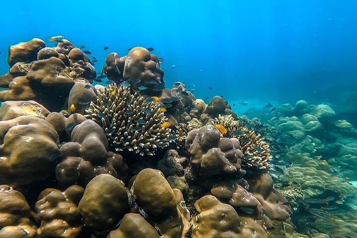 Phi Phi Islands Cruise from Phuket — Snorkel Maya Bay & Sea-View Lunch photo 6