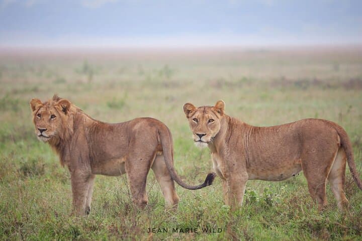 Full-Day Akagera Big Five Safari from Kigali — Lions, Elephants & Shoebill