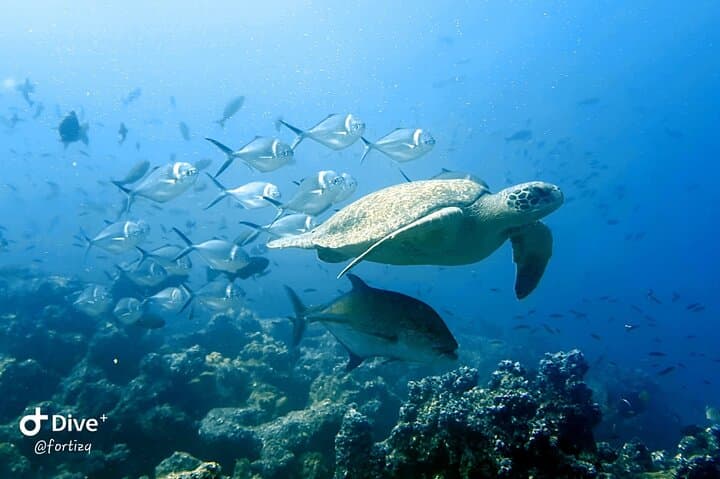 Full-Day Snorkel & Fishing Trip to Pinzón Island and La Fe/Las Palmas — Galápagos