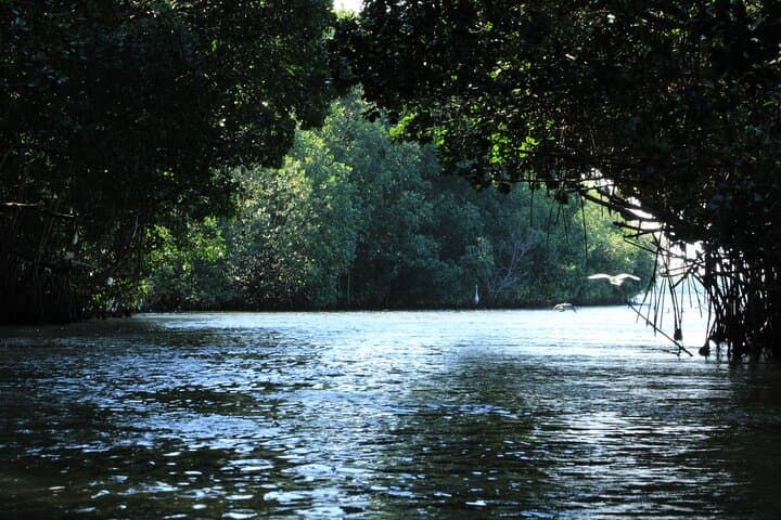 Chacahua Afternoon Journey: Sunset, Mangroves & Bioluminescent Lagoon near Puerto Escondido