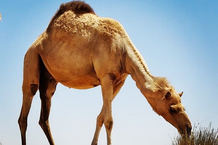 Camel Ride Safari in Dubai Red Dunes — 4-Hour Al Madam Desert Experience photo 3