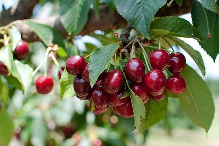 Cherry Picking & Blue Mountains Day Tour from Sydney