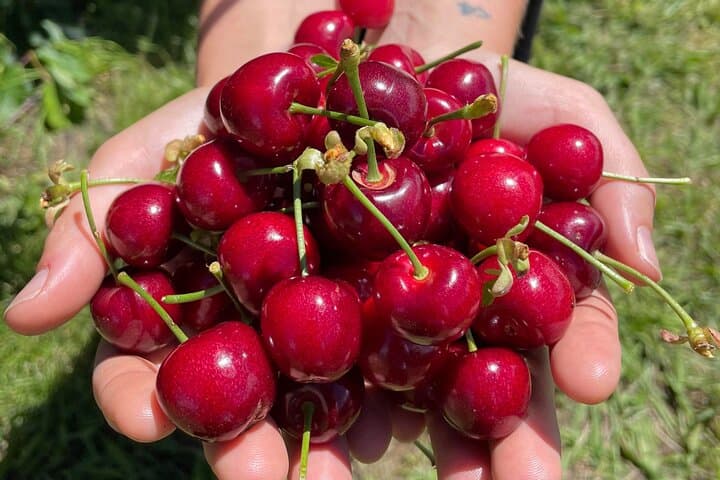 Cherry Picking & Blue Mountains Day Tour from Sydney photo 3