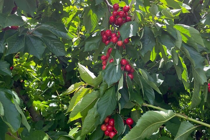 Cherry Picking & Blue Mountains Day Tour from Sydney photo 5