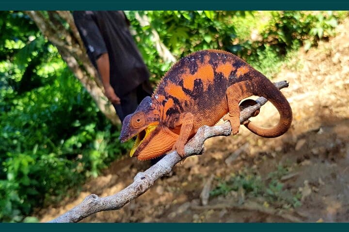 Lokobe Reserve Private Day Tour: Dwarf Chameleons, Lemurs & Village Canoe Crossing