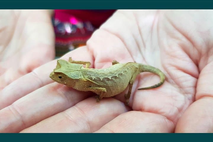 Lokobe Reserve Private Day Tour: Dwarf Chameleons, Lemurs & Village Canoe Crossing photo 3