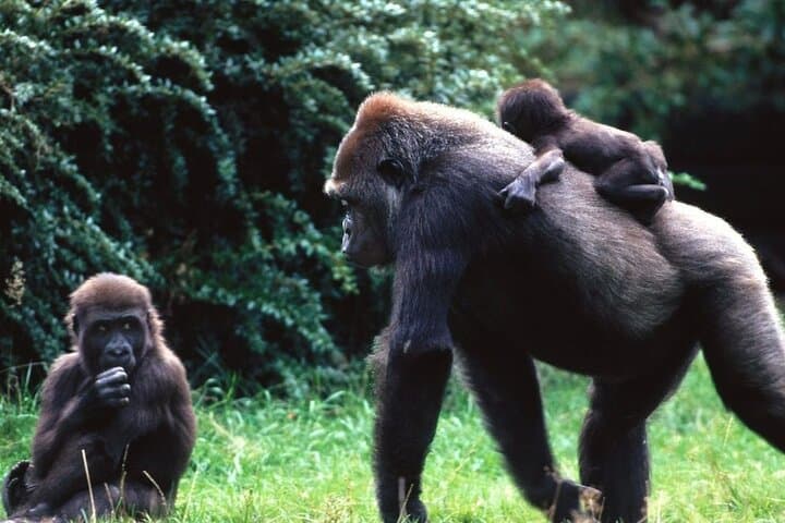 Flying Gorilla Trek: 4-Day Luxury Safari to Bwindi Impenetrable National Park photo 3