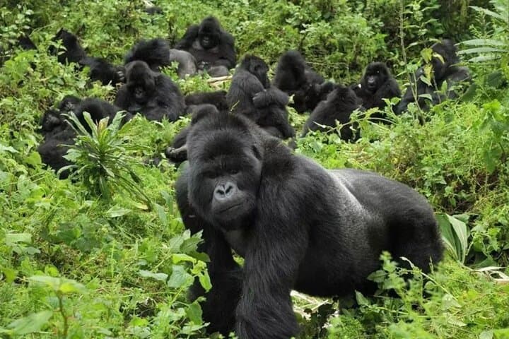 Flying Gorilla Trek: 4-Day Luxury Safari to Bwindi Impenetrable National Park photo 4