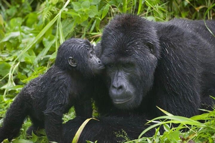 Flying Gorilla Trek: 4-Day Luxury Safari to Bwindi Impenetrable National Park photo 5