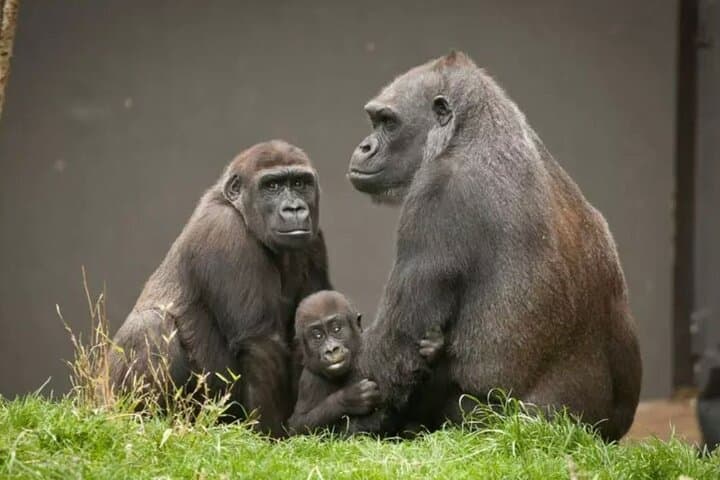 Flying Gorilla Trek: 4-Day Luxury Safari to Bwindi Impenetrable National Park photo 6