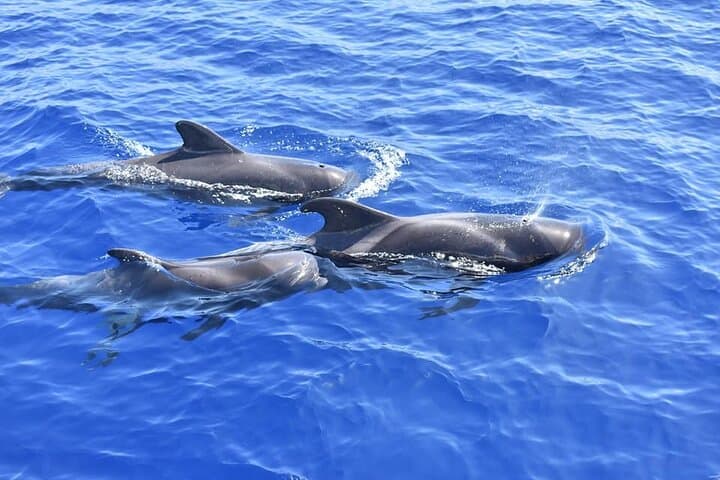 Sailing to Los Gigantes: Whale Watching from Costa Adeje photo 4