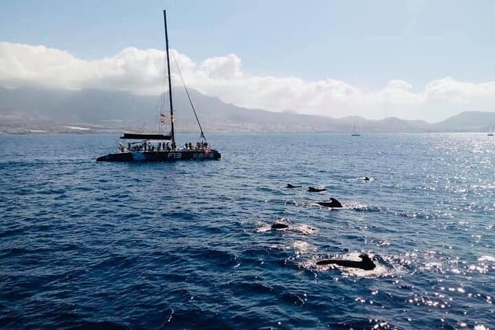 Costa Adeje Whale Watching Catamaran — 3-Hour Atlantic Cruise with Drinks & Sandwich