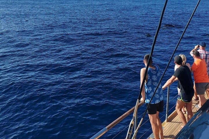 Costa Adeje Whale Watching Catamaran — 3-Hour Atlantic Cruise with Drinks & Sandwich photo 3