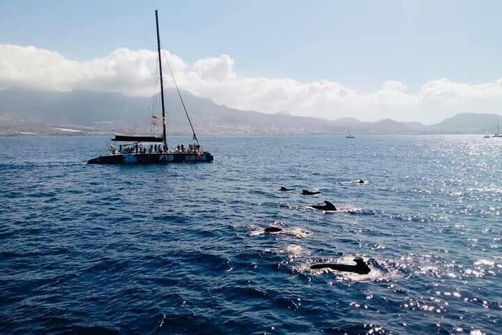 Sailing to Los Gigantes: Whale Watching from Costa Adeje photo 5