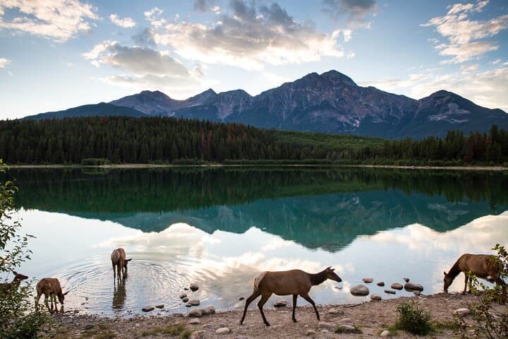 Banff Private Safari Drive & Custom Nature Walk — 4-Hour Wildlife Experience photo 4