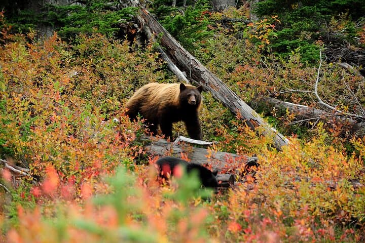Canmore Lost Towns Trail Guided Hike — Mining Ruins & Bow Valley Views photo 6