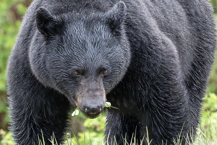 Banff Private Safari Drive & Custom Nature Walk — 4-Hour Wildlife Experience photo 3