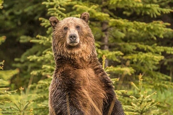 Into the Wild: Semi-Private Wilderness & Wildlife Hike in Kananaskis (3-Hour) photo 3
