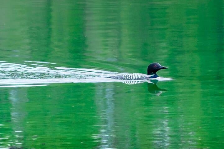 Banff Private Safari Drive & Custom Nature Walk — 4-Hour Wildlife Experience photo 6