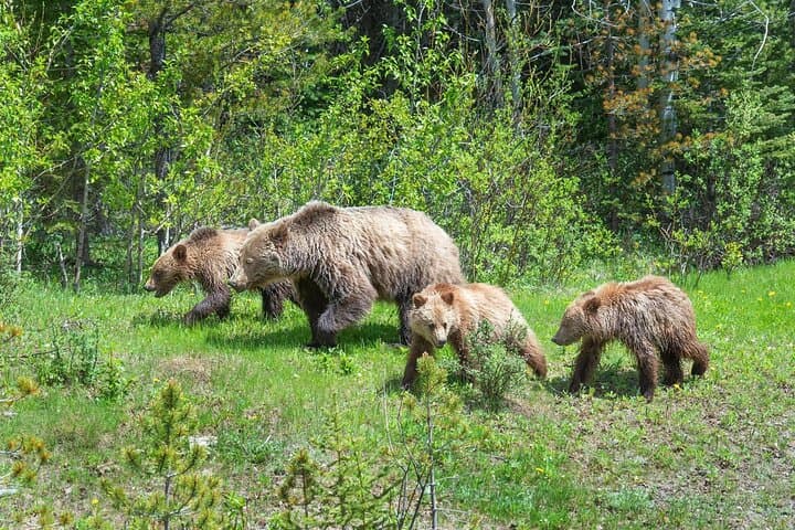 Banff Private Safari Drive & Custom Nature Walk — 4-Hour Wildlife Experience photo 5
