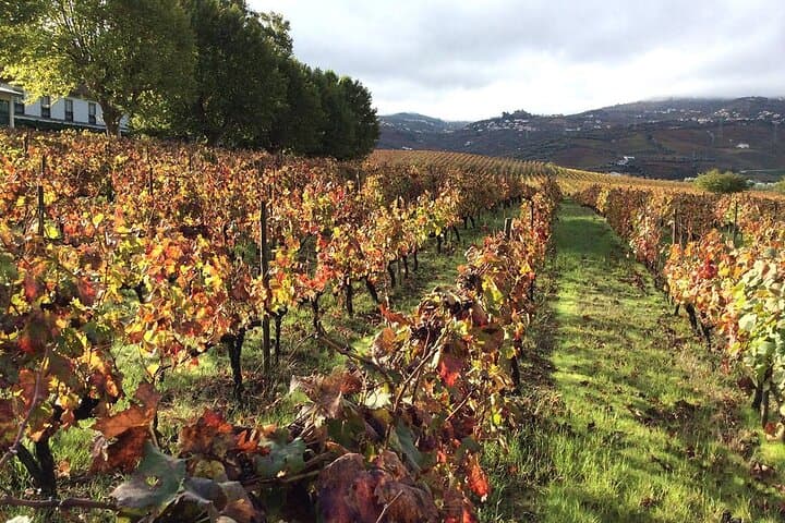 Douro Valley luxury walking tour with lunch at Quinta da Pacheca photo 3