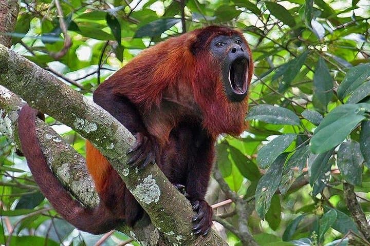 2-Day Yasuni & Taracoa Jungle Adventure: Canoes, Wildlife, and Indigenous Culture photo 4