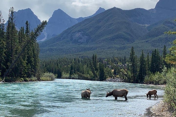 Canmore Cowboys and Coal Miners History Walking Tour — 2-Hour Cultural Walk photo 4