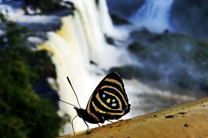 4-Day Shared Guided Tour of Iguazu Falls — Foz do Iguaçu, Itaipu & Puerto Iguazú Highlights photo 5
