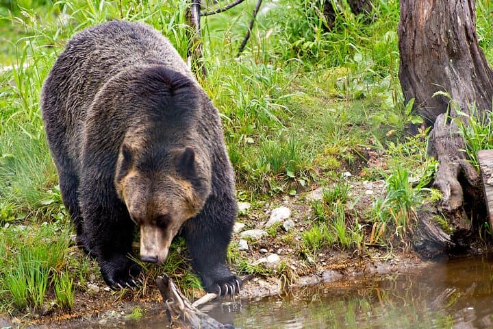 Canmore Wilderness & Wildlife Guided 2-Hour Walk photo 2