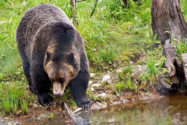 Into the Wild: Semi-Private Wilderness & Wildlife Hike in Kananaskis (3-Hour) photo 5