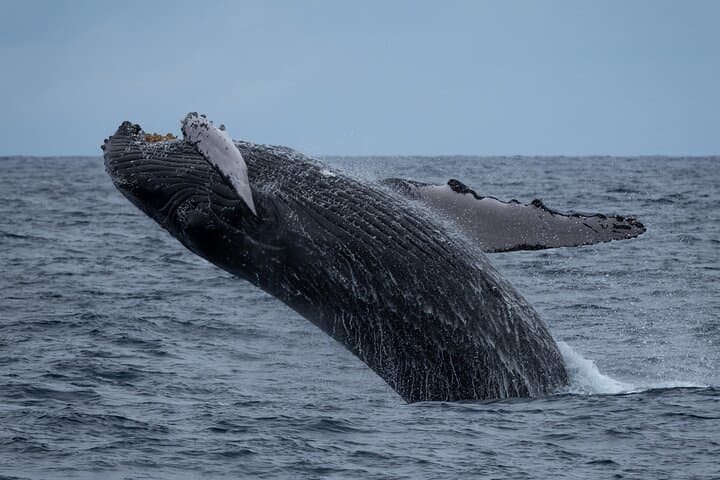 Waikīkī Whale Watching on the Moana Catamaran — Oahu Winter Cruise Guide photo 4
