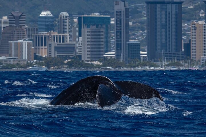 Waikīkī Whale Watching on the Moana Catamaran — Oahu Winter Cruise Guide photo 3