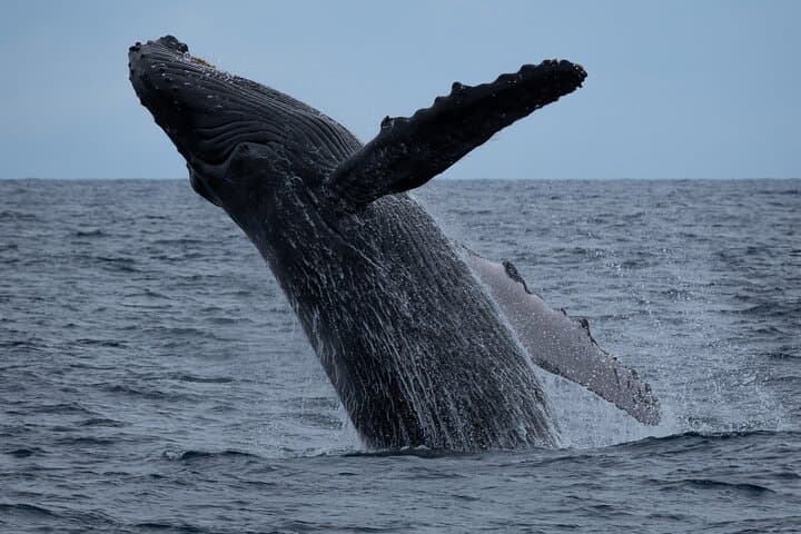Waikīkī Whale Watching on the Moana Catamaran — Oahu Winter Cruise Guide