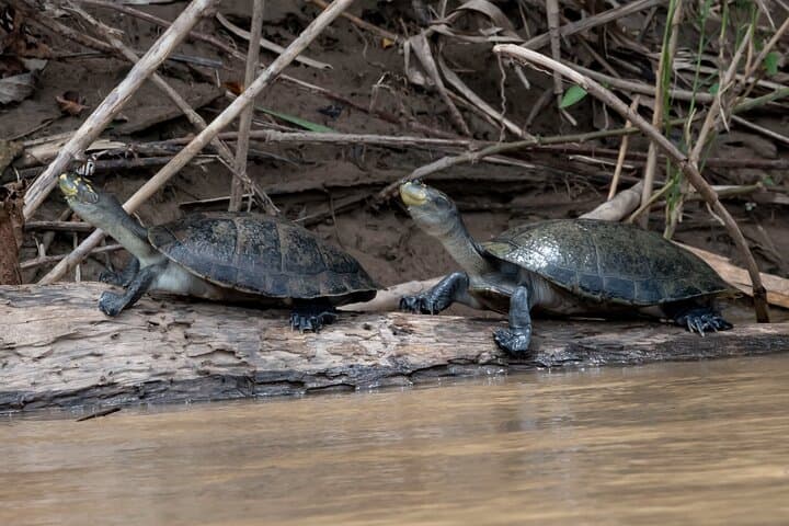 6-Day Manu National Park Jungle Expedition from Cusco to Puerto Maldonado photo 3