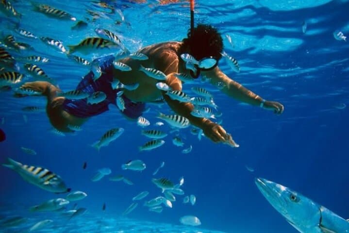Full-Day Catamaran Snorkel Tour to Cozumel’s Best Reefs from Playa del Carmen photo 3