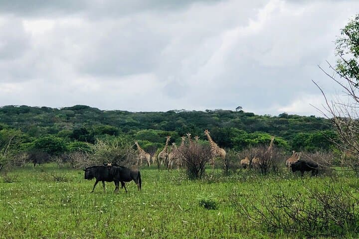 Full-Day Maputo National Park Safari: Elephants, Beaches & Wetlands photo 2