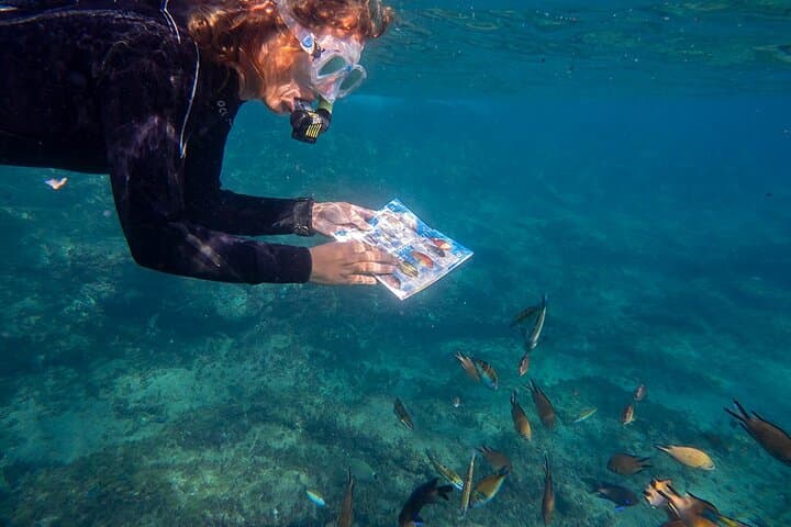Guided Snorkel Experience in Lanzarote — Papagayo Snorkeling Tour photo 3