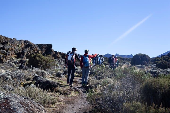7-Day Lemosho Route Kilimanjaro Climb — Summit Uhuru Peak photo 5